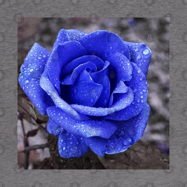 Blue rose by mega281